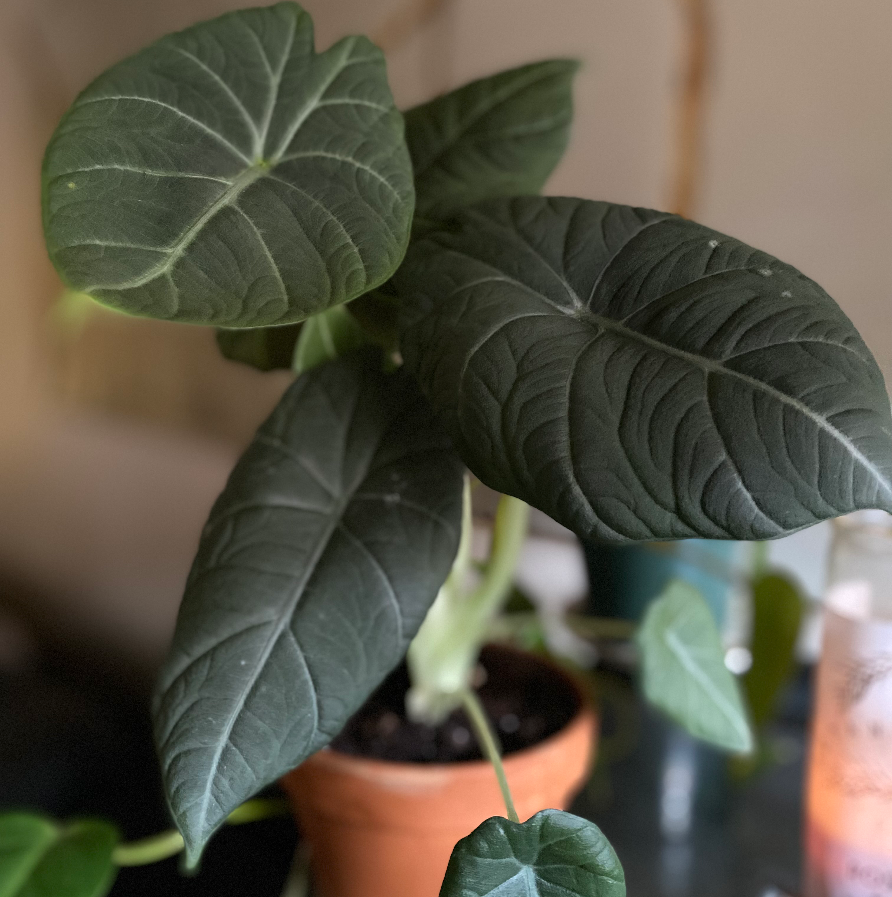 Alocasia 'Maharani' plant with dark green, textured leaves in a pot.