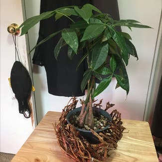 Money Tree plant in Eau Claire, Wisconsin