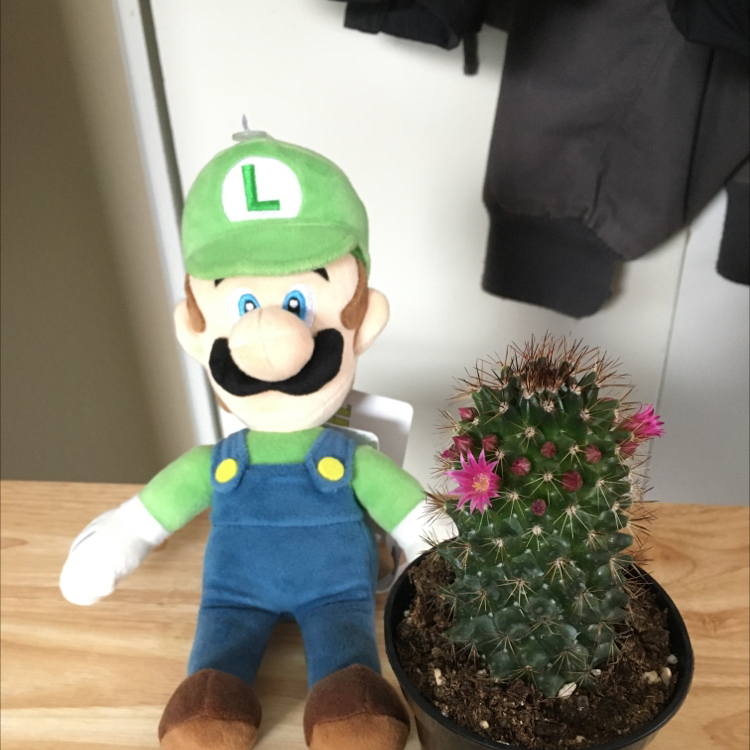 Luigi