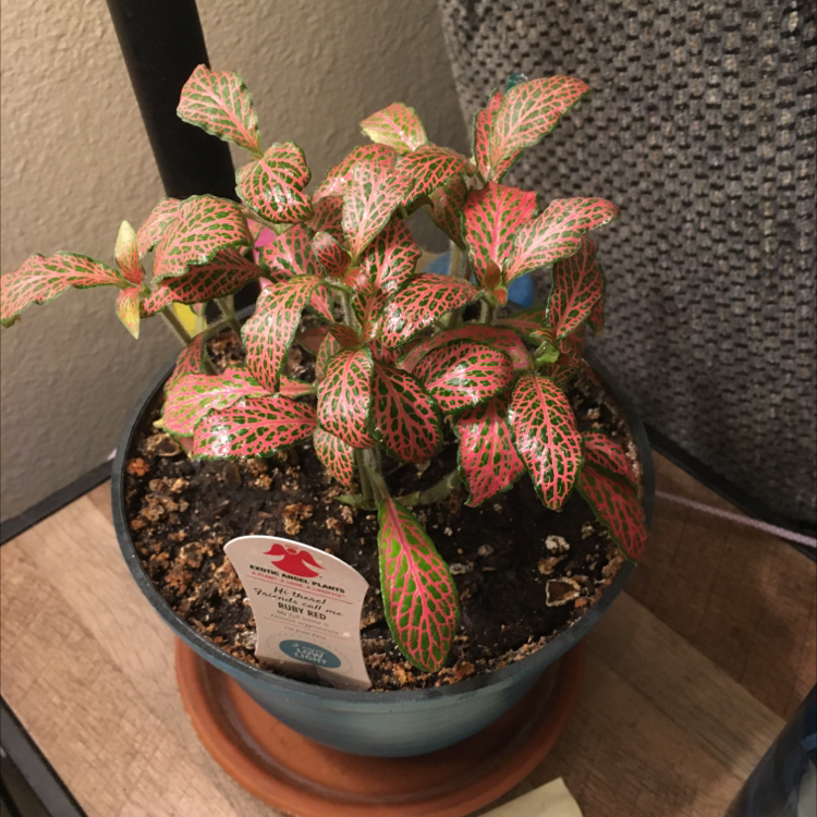 Nerve Plant plant photo by @Icecreemman100 named Urdnot on Greg, the plant care app.