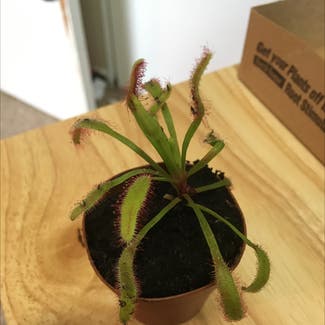 Drosera capensis 'Bot River' plant in Eau Claire, Wisconsin
