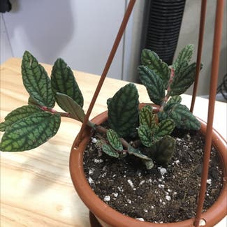 Wavy Watermelon Begonia plant in Eau Claire, Wisconsin