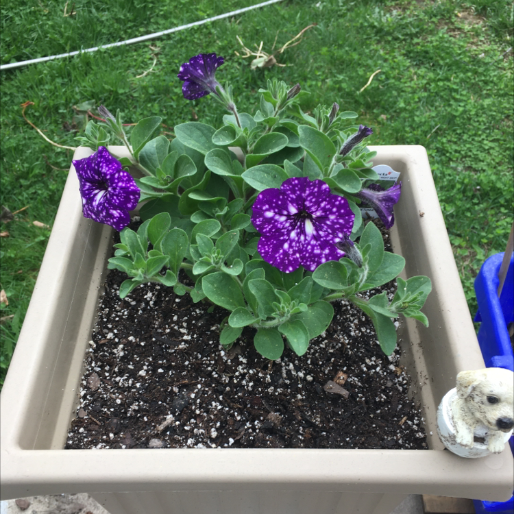 Night Sky Petunia plant in a rectangular pot with vibrant purple flowers and visible soil.