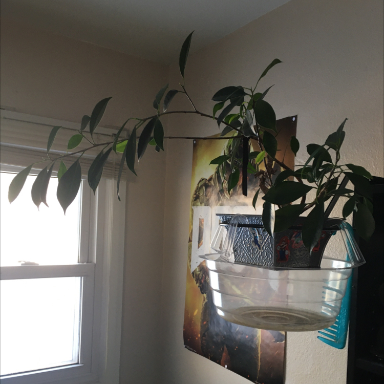 Ficus Ginseng plant photo by @Icecreemman100 named Senu on Greg, the plant care app.
