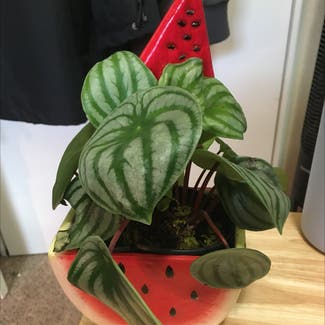 Watermelon Peperomia plant in Eau Claire, Wisconsin