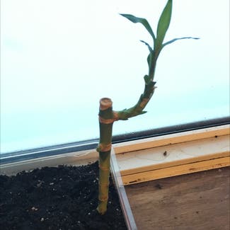 Lucky Bamboo plant in Eau Claire, Wisconsin