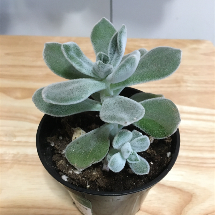 Healthy Plush Plant (Echeveria pulvinata) in a black pot with visible soil.