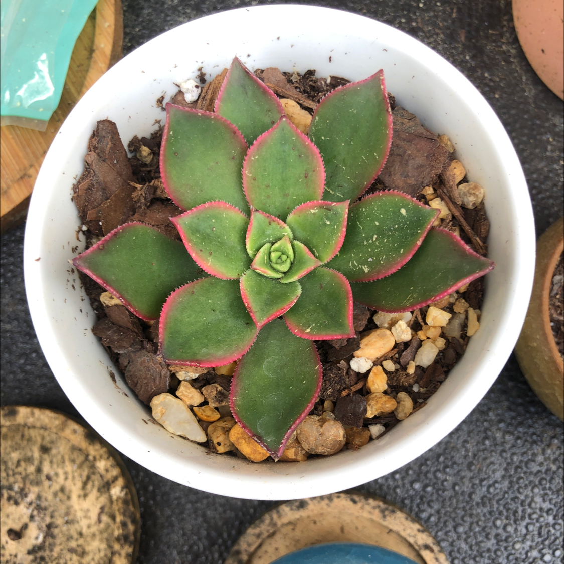 Haworth's Aeonium plant in a white pot with visible soil and small rocks.