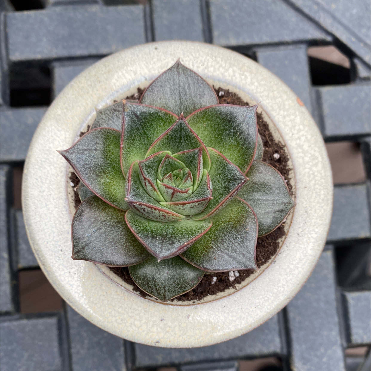 Top view of a healthy Echeveria purpusiorum succulent in a pot.