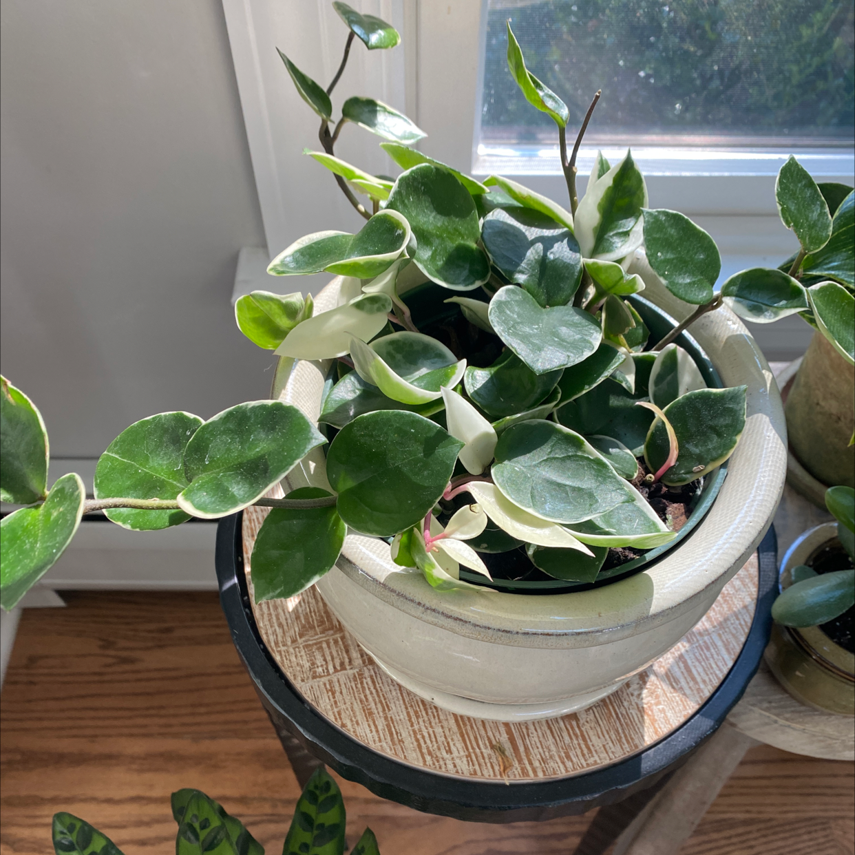 Hoya Krimson Queen plant in a pot with variegated leaves, placed on a table near a window.