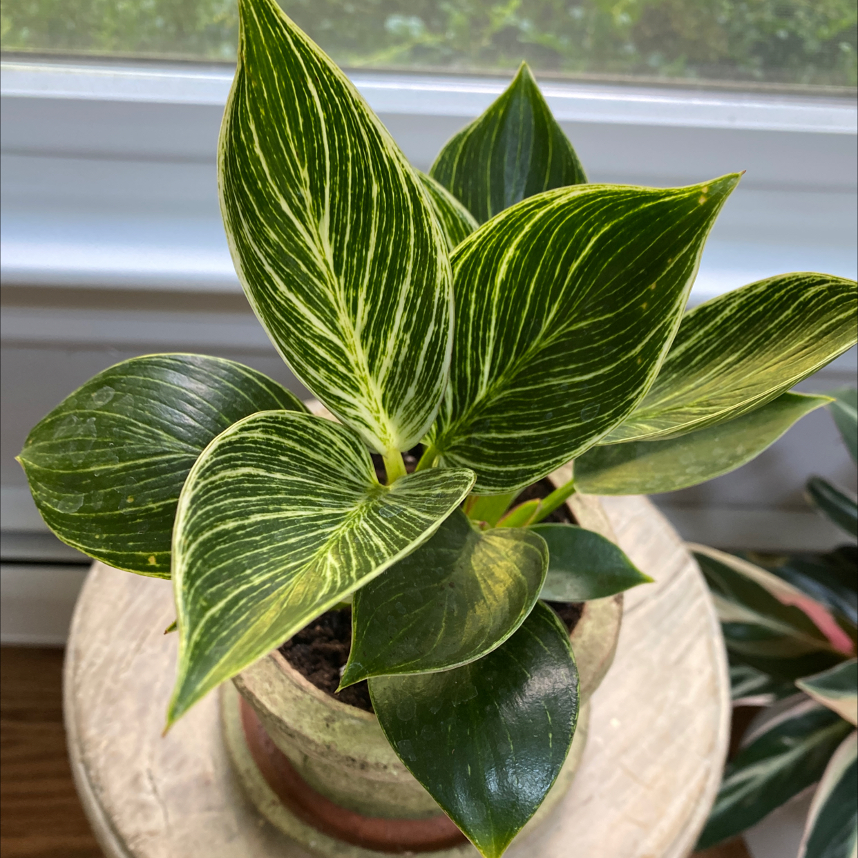 Philodendron Birkin plant photo by @Sanela named Birkin on Greg, the plant care app.