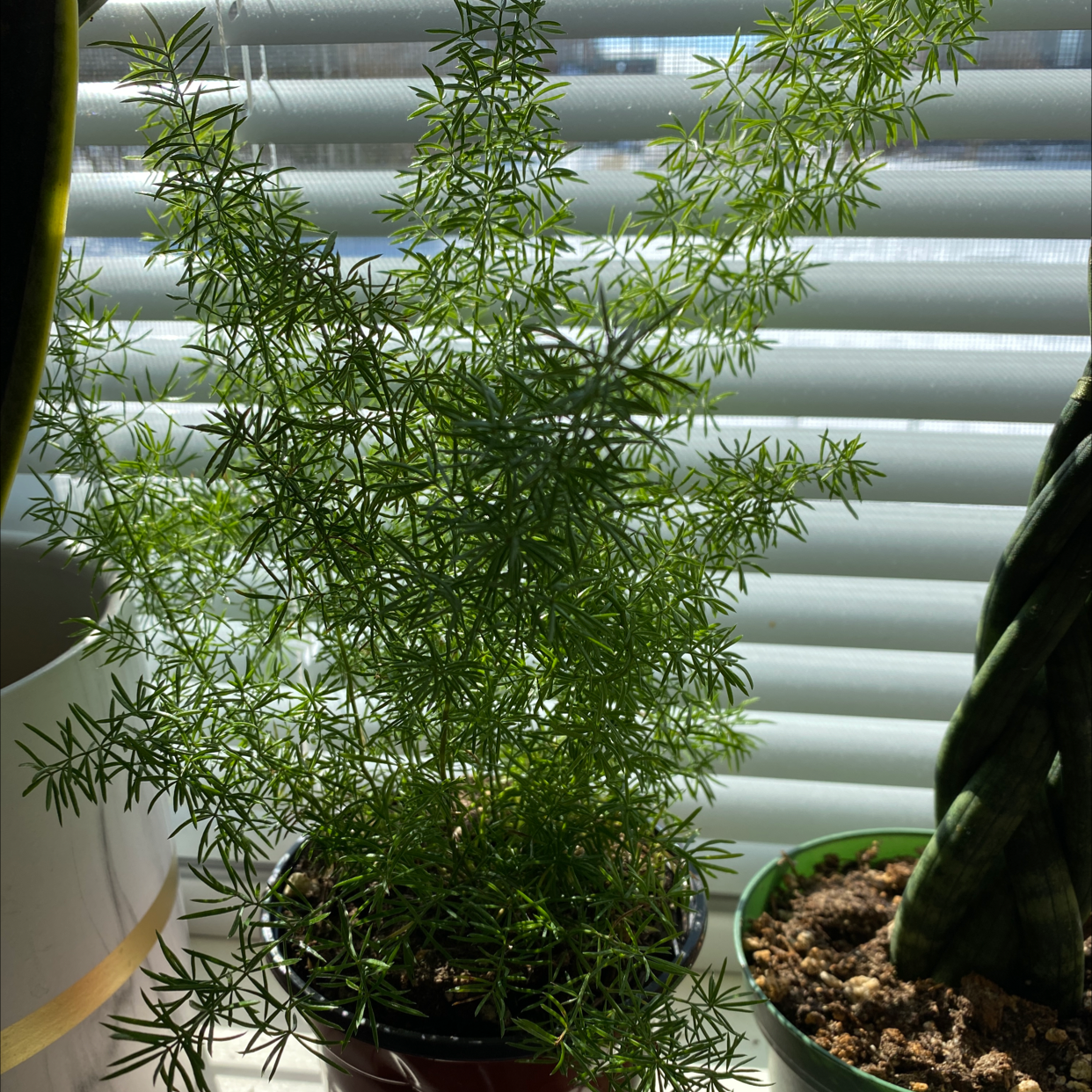 Healthy, lush green foliage of an Asparagus Plumosus plant growing indoors in a tan pot near a window with blinds.