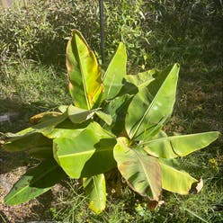 Abyssinian banana plant