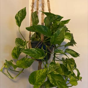 Marble Queen Pothos plant photo by @EmsPlantHangout named Pothos on Greg, the plant care app.