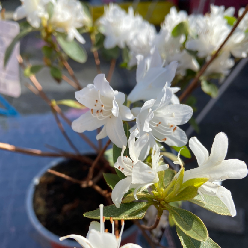 Best Potting Soil Mix for Satsuki