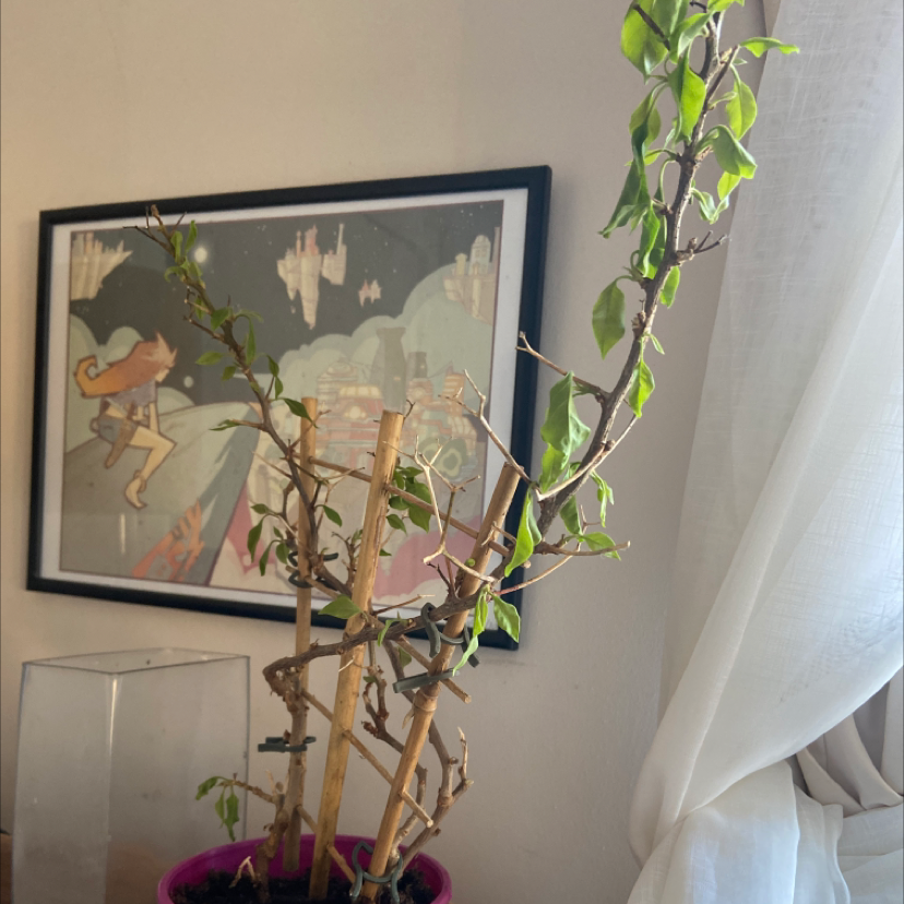 Bougainvillea plant with sparse foliage, some yellowing and browning leaves, in a pot with visible soil.