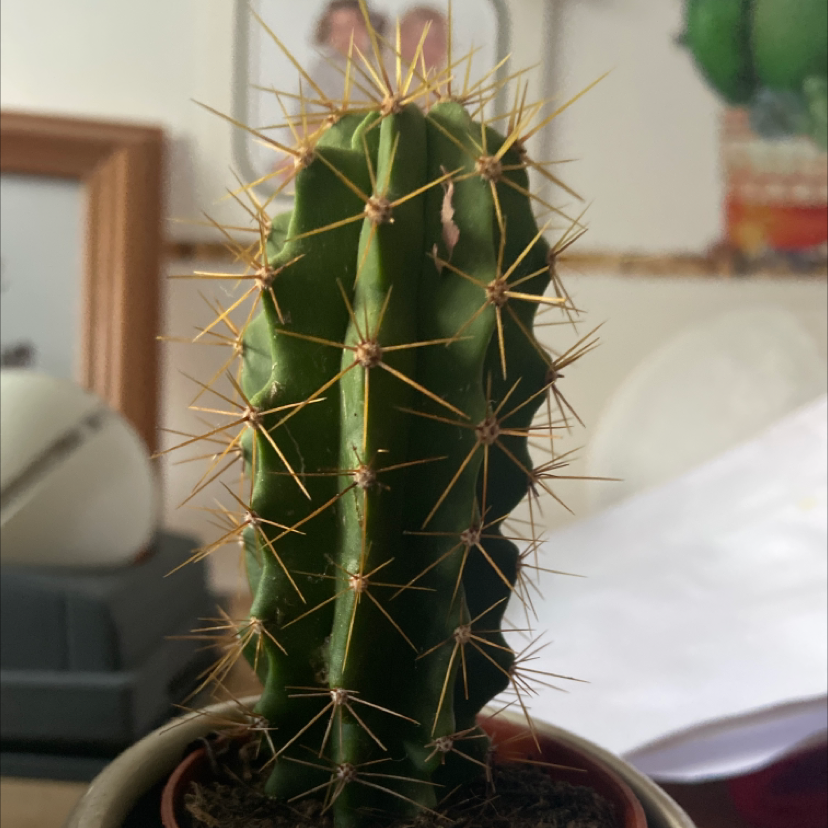Cephalocereus polylophus cactus with prominent spines in a pot, background includes household items.