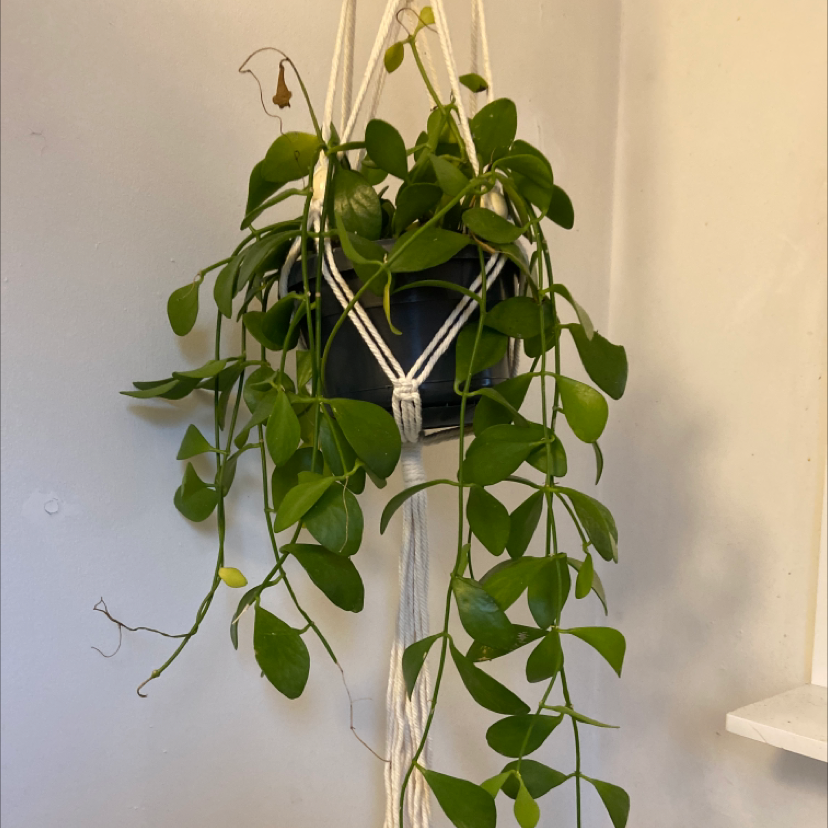 Hanging Dischidia oinatha plant in a macrame hanger with green, heart-shaped leaves.