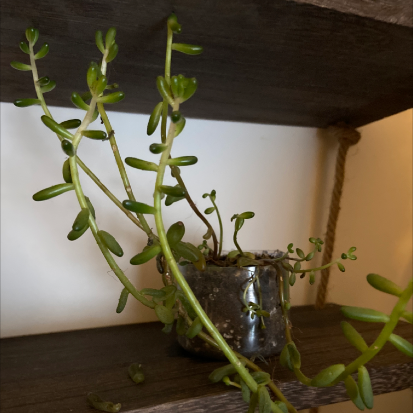 White Stonecrop plant in a small pot on a wooden shelf, with green, fleshy leaves.