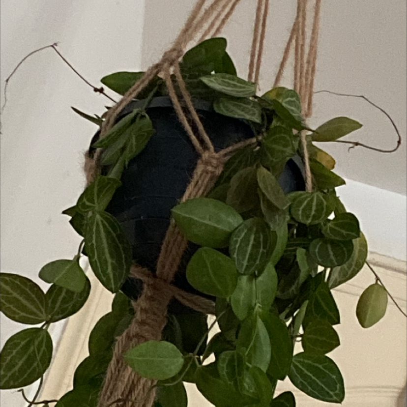 Watermelon Dischidia plant photo by @EmsPlantHangout named Dischidia ovata on Greg, the plant care app.