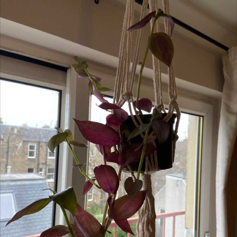 Tradescantia Zebrina plant photo by @EmsPlantHangout named Wandering dude 2 on Greg, the plant care app.