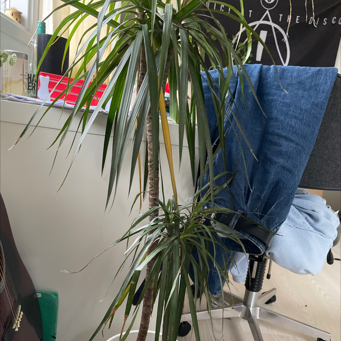 Open Weave Dragon Tree indoors with long, narrow leaves. Background includes furniture.