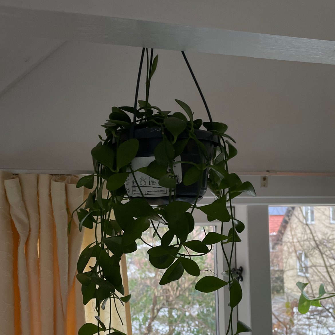 Hanging Dischidia imbricata plant with green leaves in a pot, background includes a window and curtain.
