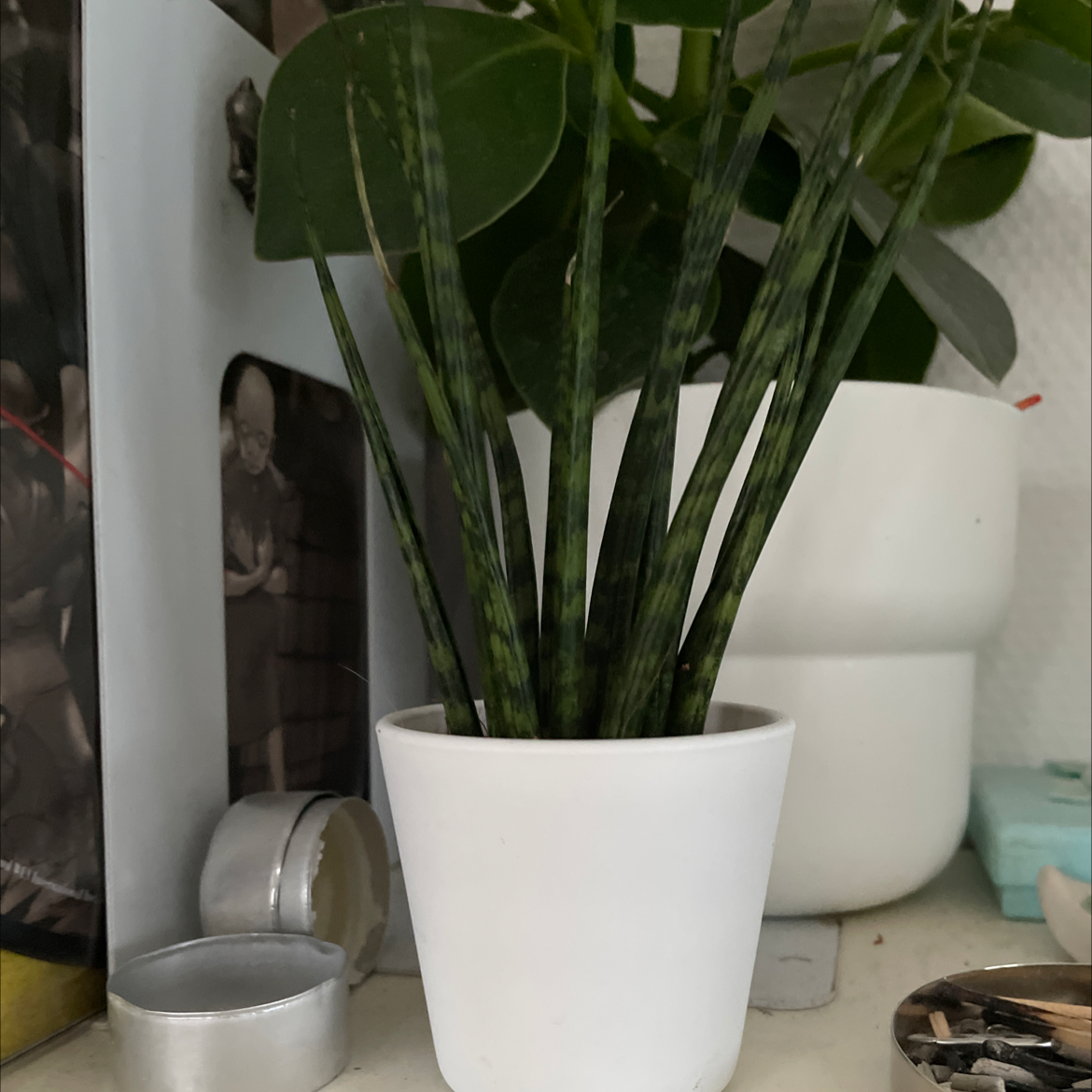 Dracaena 'Mikado' plant photo by @soff named kurt on Greg, the plant care app.