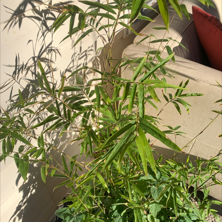 Common Bamboo plant indoors near a couch, healthy with green leaves.
