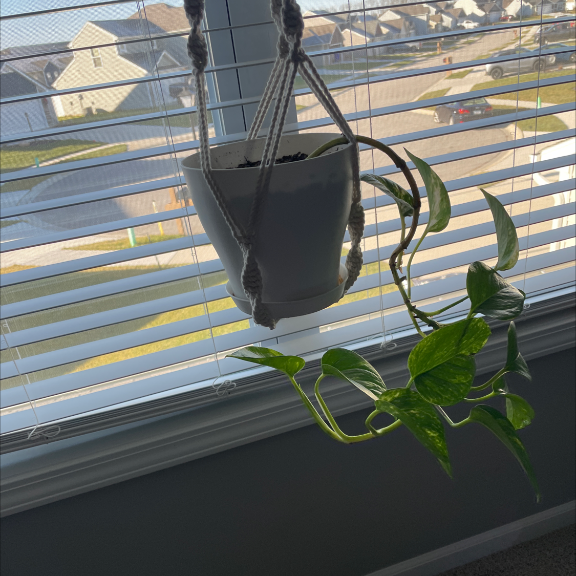 Taro Vine plant photo by Lexie named Hamilton on Greg, the plant care app.