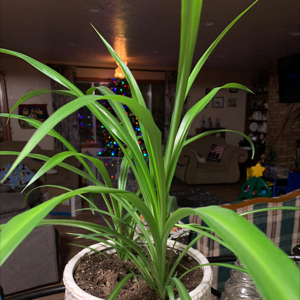 Spider Plant plant photo by Aleta named Ms. Spider on Greg, the plant care app.