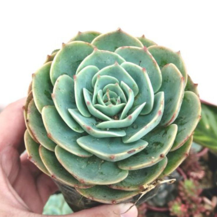 Photo of the plant species Echeveria 'Blue Rose' by Pia named Rose on Greg, the plant care app