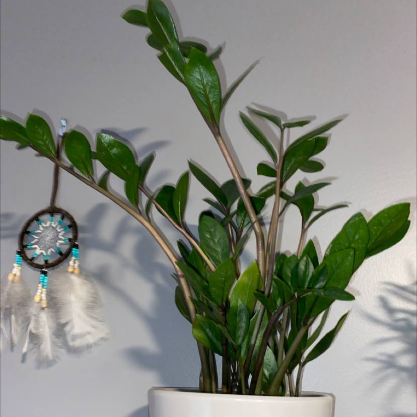 Zamioculcas Zamiifolia plant photo by @Lisamxarie named Shelby on Greg, the plant care app.