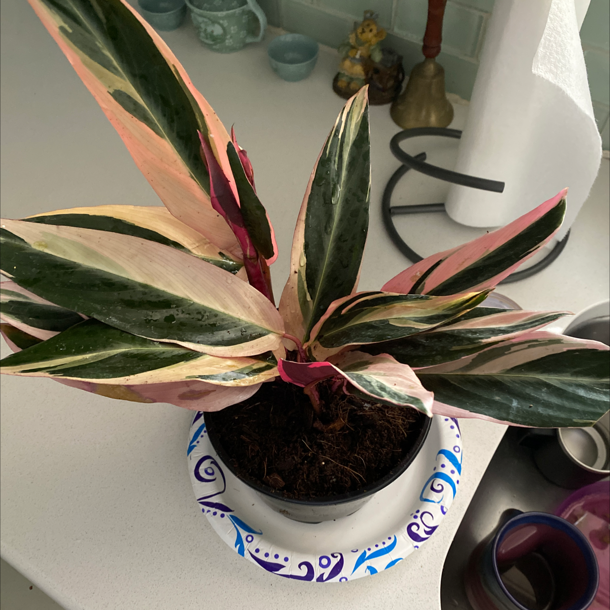 Never Never Plant with variegated leaves in a pot on a countertop.