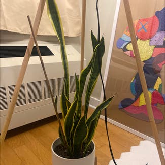 Snake Plant plant in Edgewater, New Jersey
