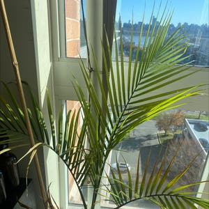 Majesty Palm plant photo by Garam named Majesty palm on Greg, the plant care app.