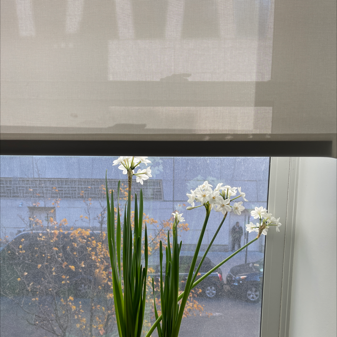 Paperwhite plant with white flowers and green leaves by a window.