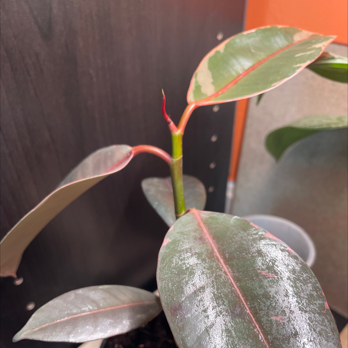 Ficus 'Ruby' plant with healthy, glossy leaves and visible soil.