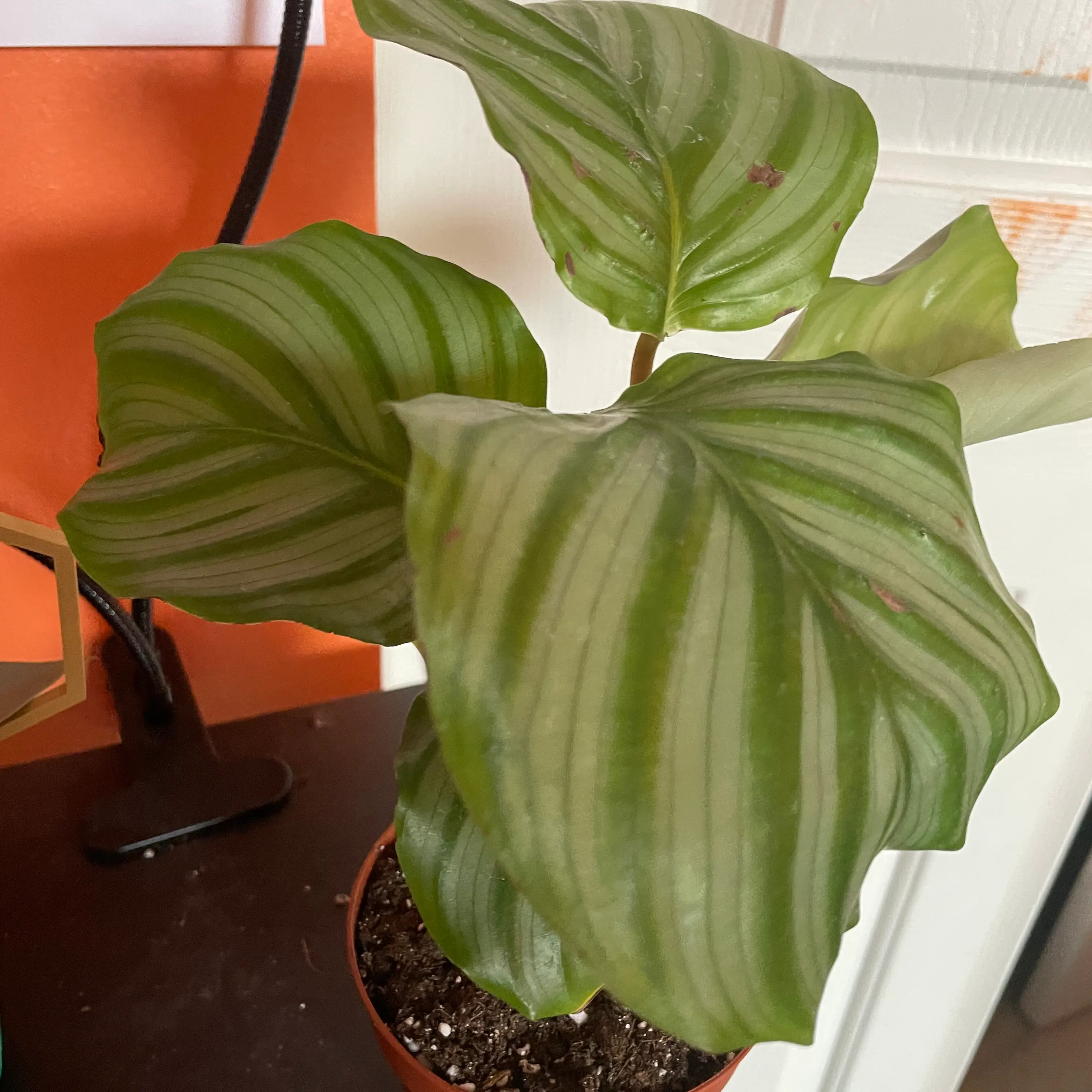 Calathea Orbifolia plant with broad, striped leaves in a small pot with visible soil.