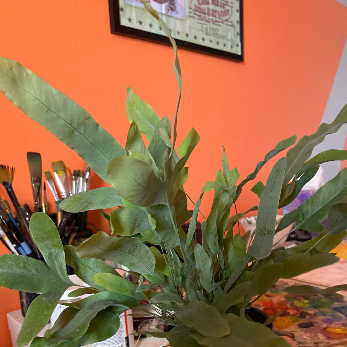 Blue Star Fern with healthy green leaves, well-framed and in focus.