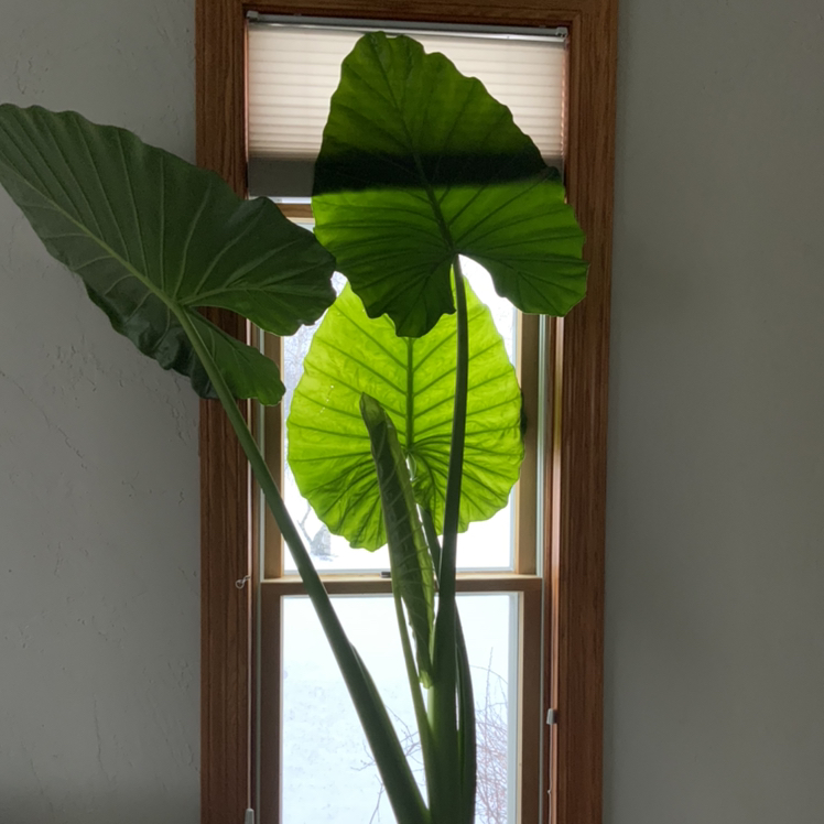 Giant Taro plant photo by @Tweeter named Big Ben on Greg, the plant care app.