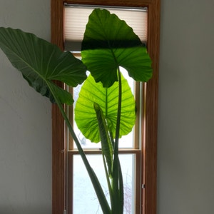 Giant Taro plant photo by @Tweeter named Big Ben on Greg, the plant care app.