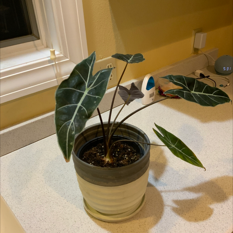 Potted Alocasia longiloba plant with dark green leaves and white veins on a countertop.