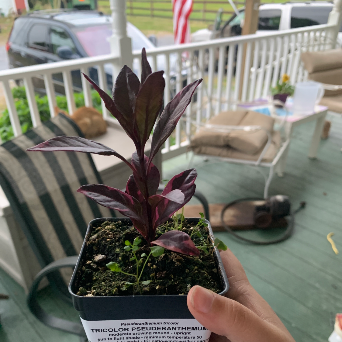 Photo of the plant species Variegated False Eranthemum by @marybeth1798 named Your plant on Greg, the plant care app