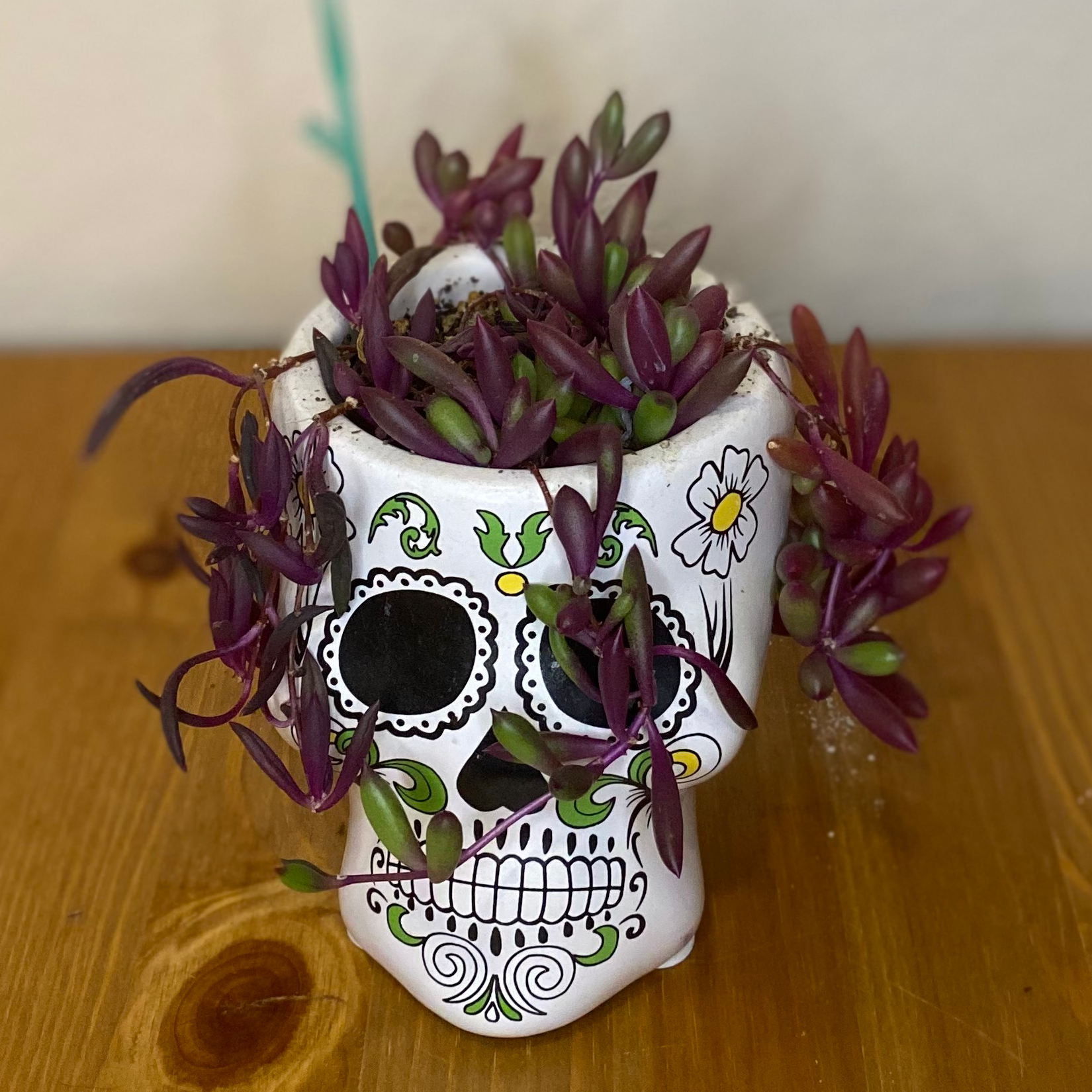 Ruby necklace plant in a decorative skull-shaped pot, vibrant purple and green leaves.