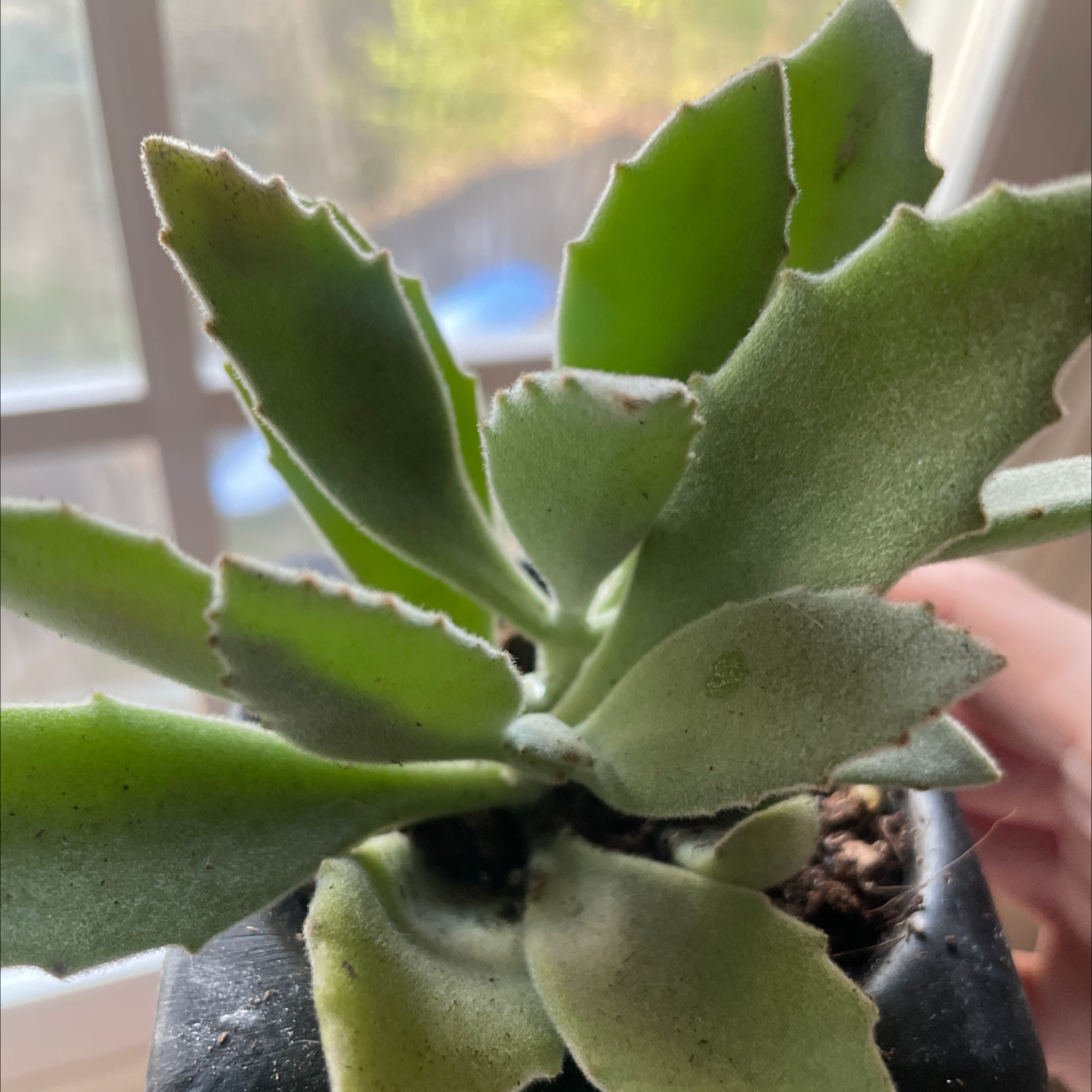 Millot Kalanchoe plant with thick, fuzzy leaves in a pot. Soil is visible.