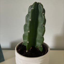 Blue Myrtle Cactus plant