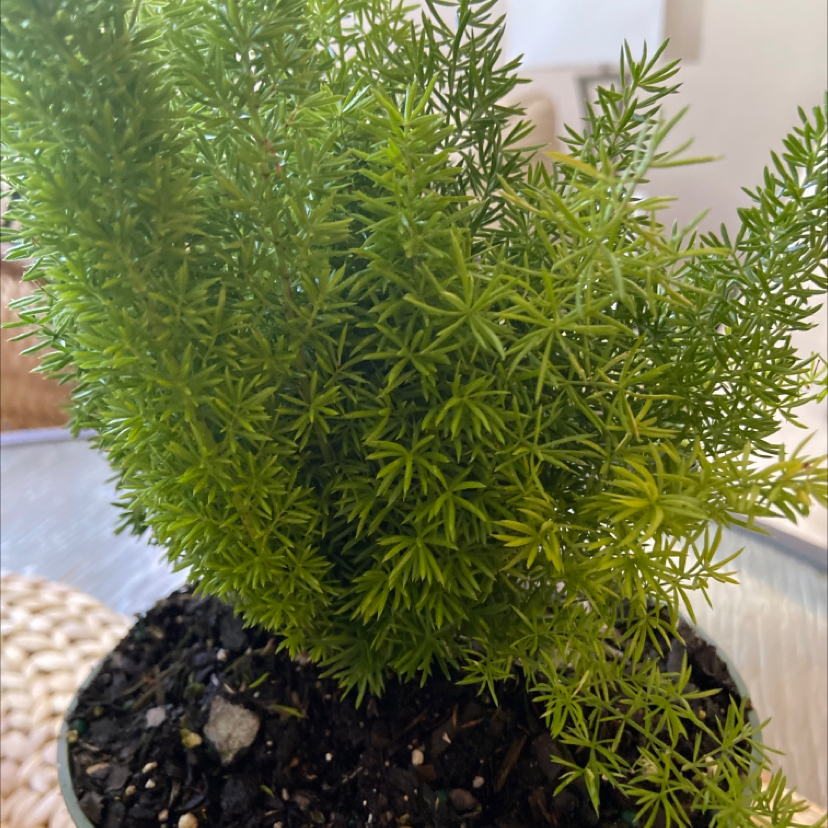 Healthy Plume Asparagus fern with lush, bright green foliage growing in a light-colored pot with pebbles at the base.