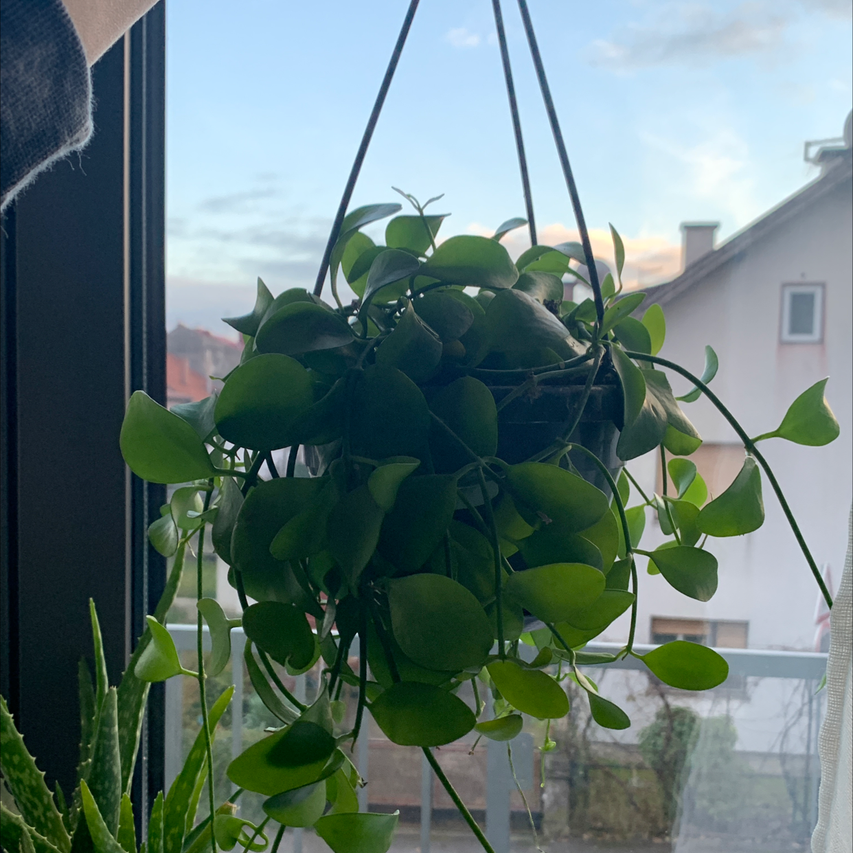 Hanging Dischidia imbricata plant with healthy green leaves near a window.