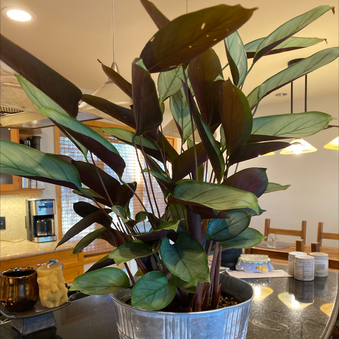 Calathea 'Freddie' plant in a metal pot on a kitchen counter.